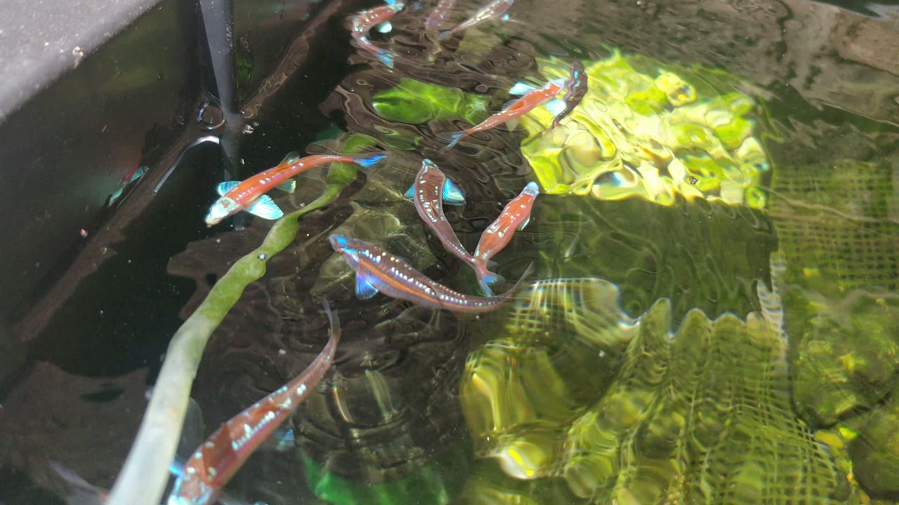Overhead of Rainbow Shiners spawning behavior