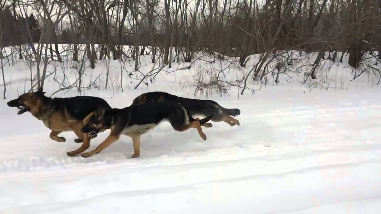 Last of the mohicans -German shepherd dogs running pack wolf free fast