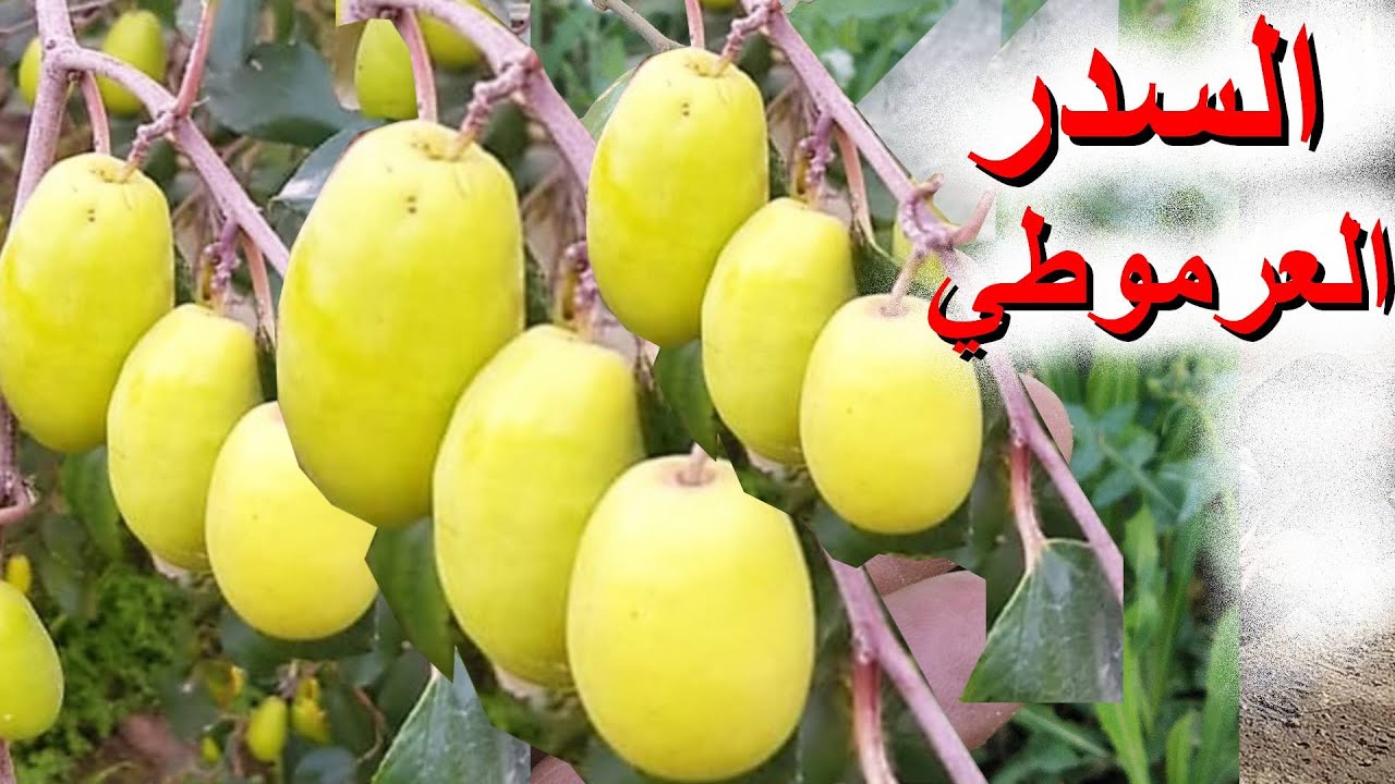 نجاح زراعة السدر العرموطي في العراق