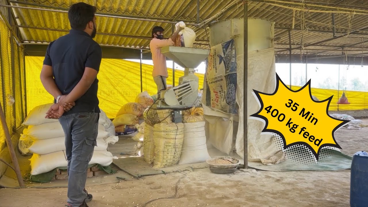 Как приготовить корм для птицы на ферме? #poultrykishaan