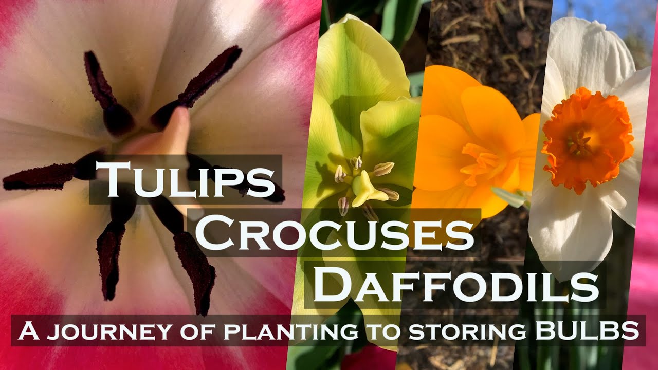 Тюльпаны, крокусы и нарциссы | Путь от посадки до хранения луковиц