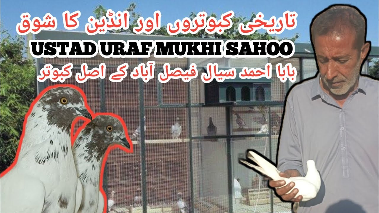 IK SHOK KABOTAR BAAZI DA WITH INTERVIEW USTAD MUKHTIYAR URAF MUKHI SAHOO PEER MEHAL