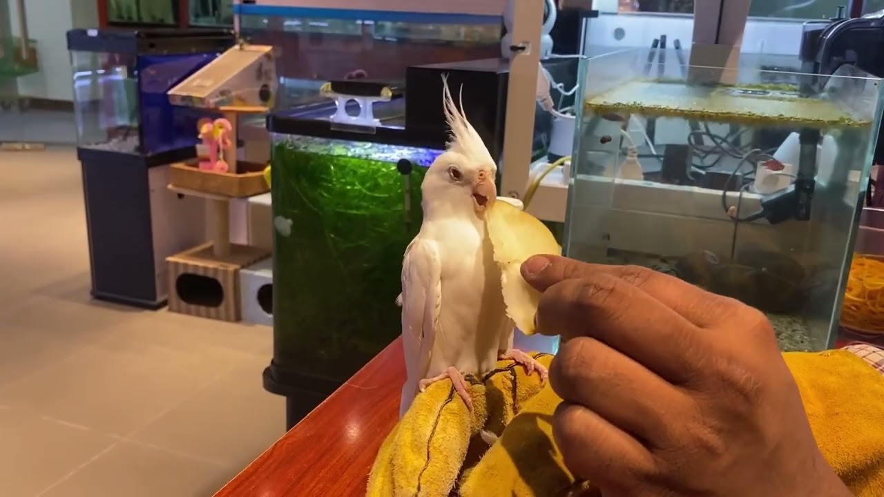 Do you want to know the about Cockatiel..,