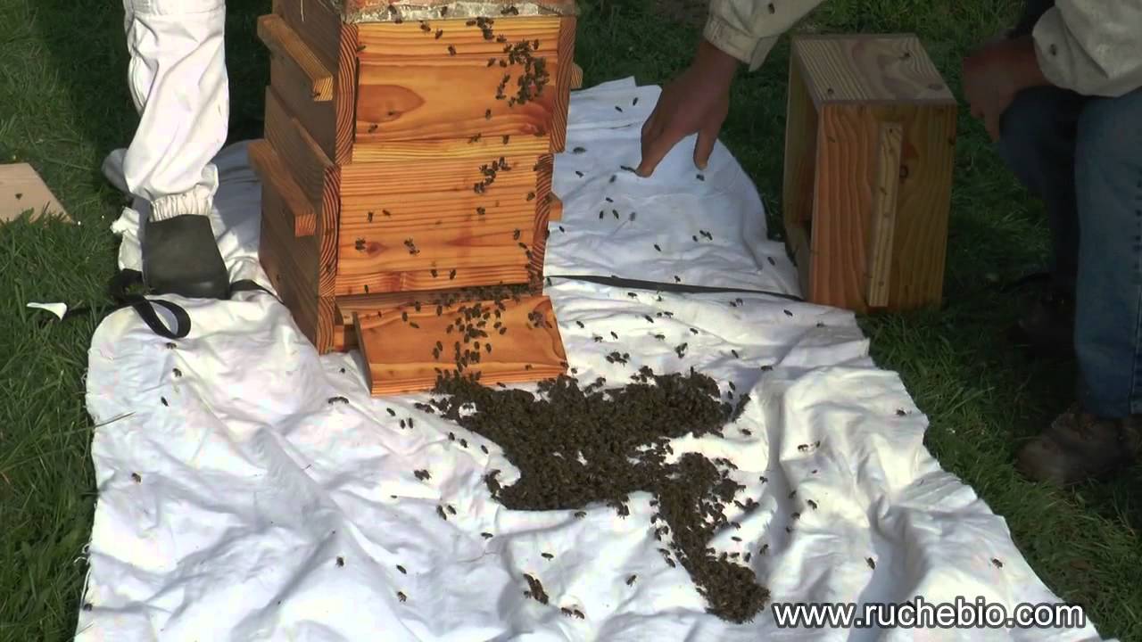 Un essaim d'abeilles sort de notre ruche Warré - rucher école Villa le Bosquet