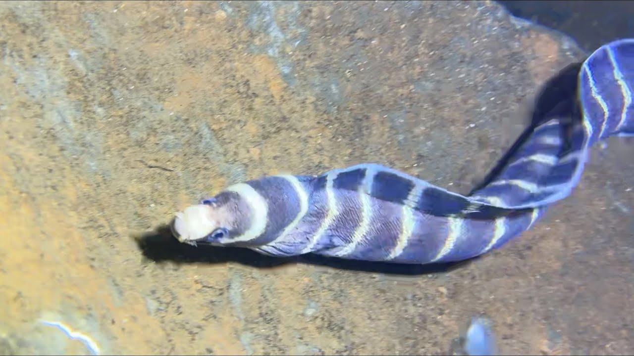 Diving under the sea to catch eels, crabs and sea cucumbers | Part 90-3