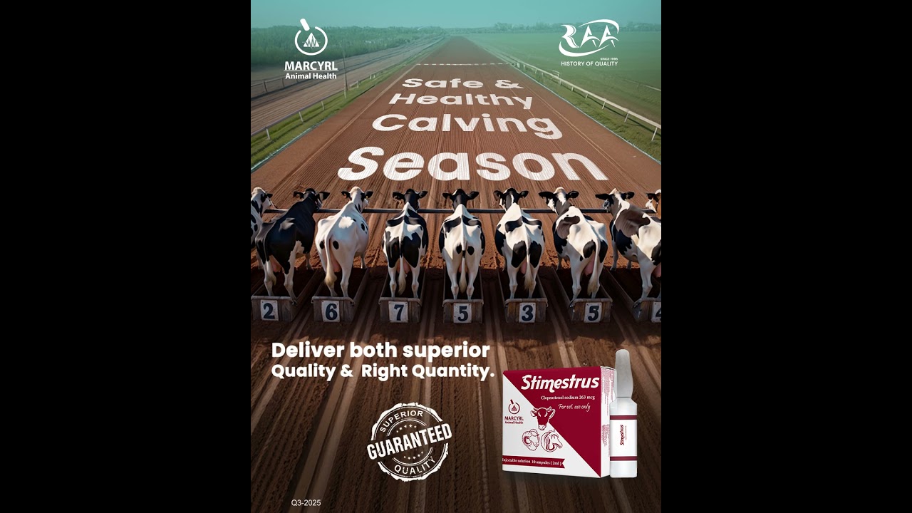 Safe and Healthy calving season with Stimestrus.