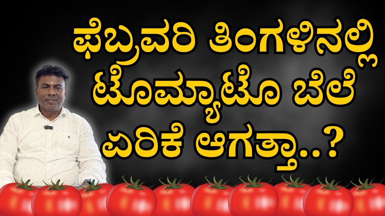 ಫೆಬ್ರವರಿ ತಿಂಗಳಿನಲ್ಲಿ ಟೊಮ್ಯಾಟೊ ಬೆಲೆ ಏರಿಕೆ ಆಗತ್ತಾ..?  | February tomato rate