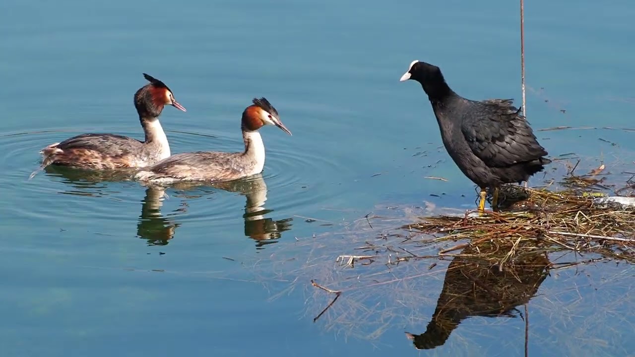 Blesshuhn Bl&auml;sshuhn verteidigt Nest vor Haubentauchern Coot defending nest from great crested grebe