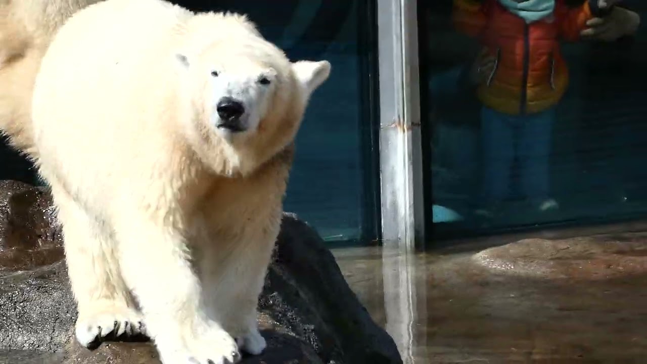 Eisbär (Ursus maritimus) Polarbär Bären Raubtier Tiergarten Zoo Schönbrunn