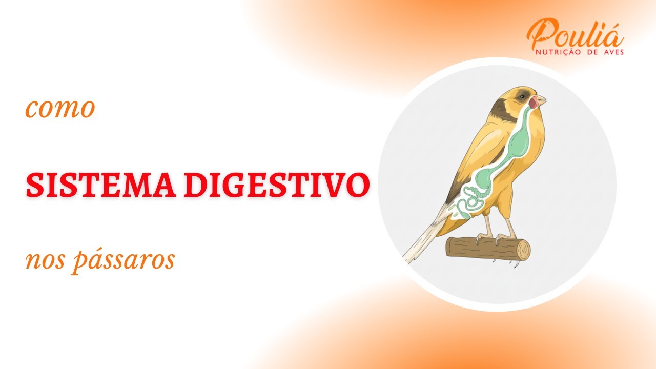 Como funciona o sistema digestivo nos pássaros