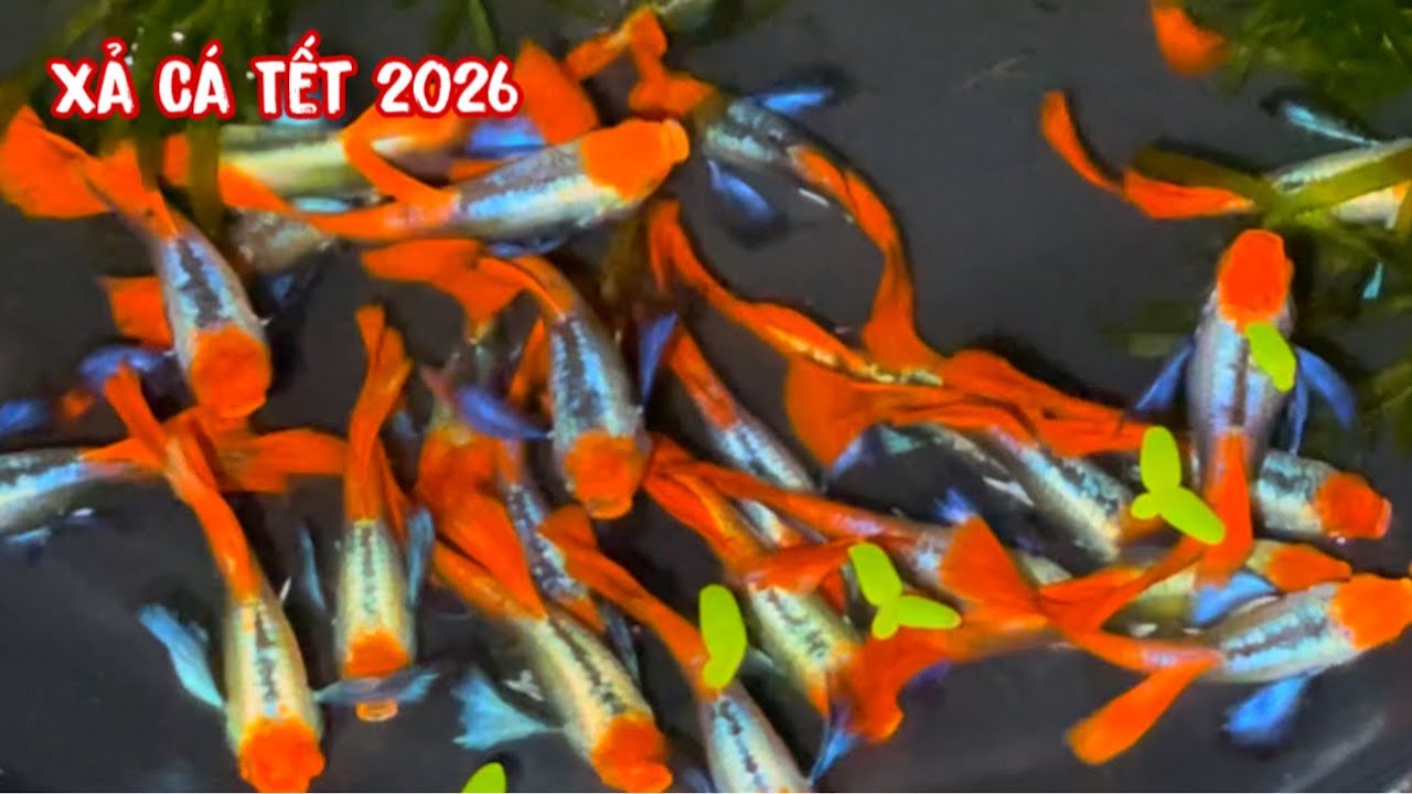 Xả Hết Tất Các Dòng Cá 7 Màu Mừng Tết 2026 | Guppy | Phúc Phan TV