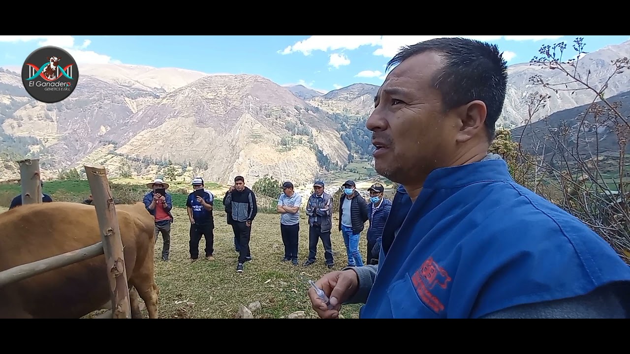 Transferencia de Embriones en Vacas Receptoras