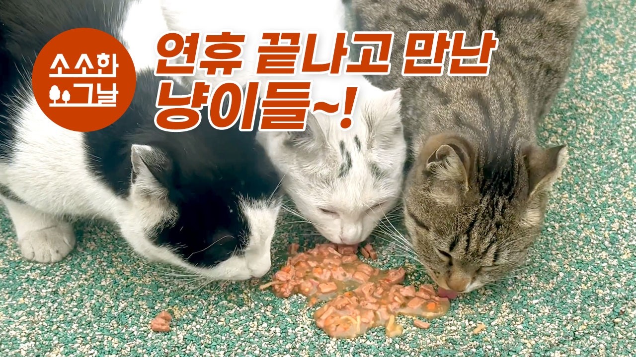 연휴 끝나고 만난 냥이들, 공원고양이