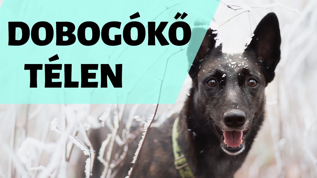 Így fotóztam kutyával a zúzmarás Dobogókőn