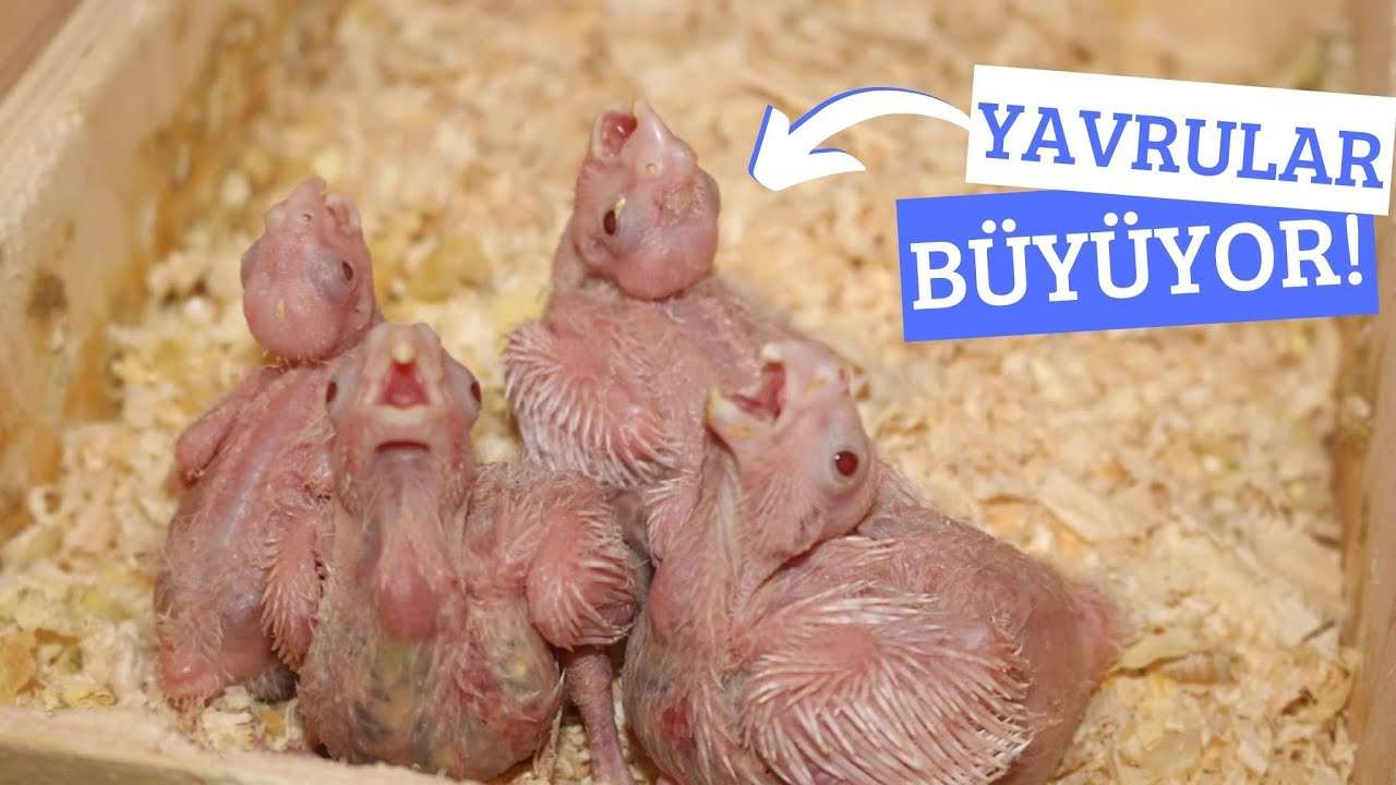 Yuvalık Berbat Olmuş Temizlik Zamanı 🐣🧼