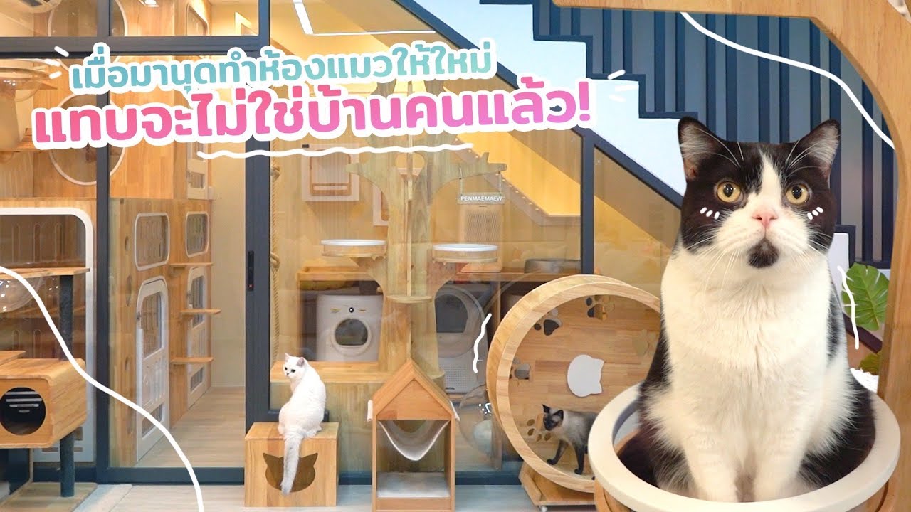 ทำห้องแมวใหม่ (อีกแล้ว) แทบจะไม่ใช่บ้านคนแล้วฮาพ