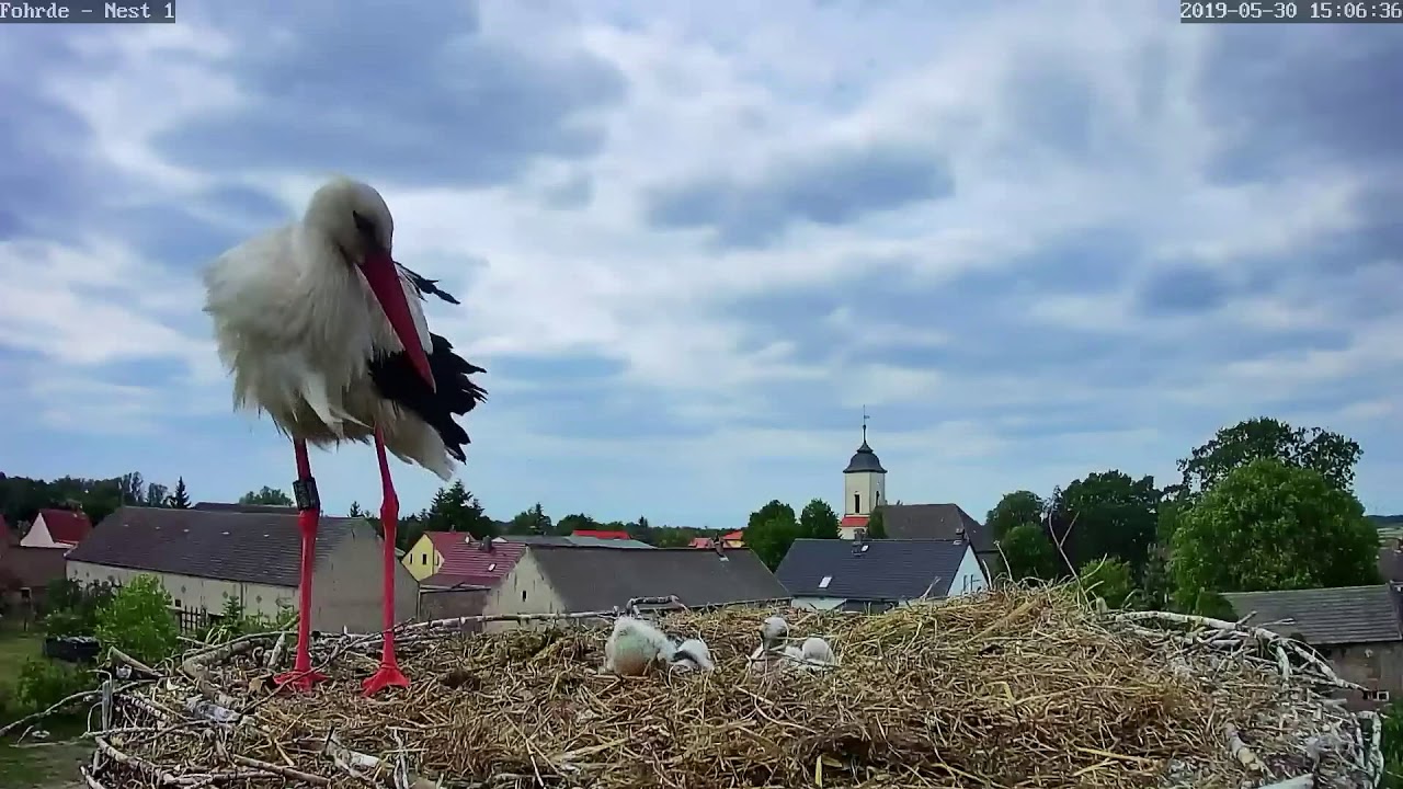 Sie hat es schon wieder getan 😥, nur noch zwei 🐥🐥