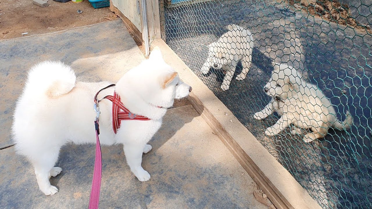 귀여운 아기 진돗개를 만난 시바견 ㅋㅋ