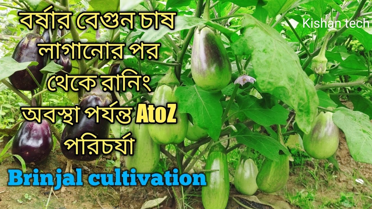 বর্ষার বেগুন চাষ, Brinjal cultivation, Bagun chas