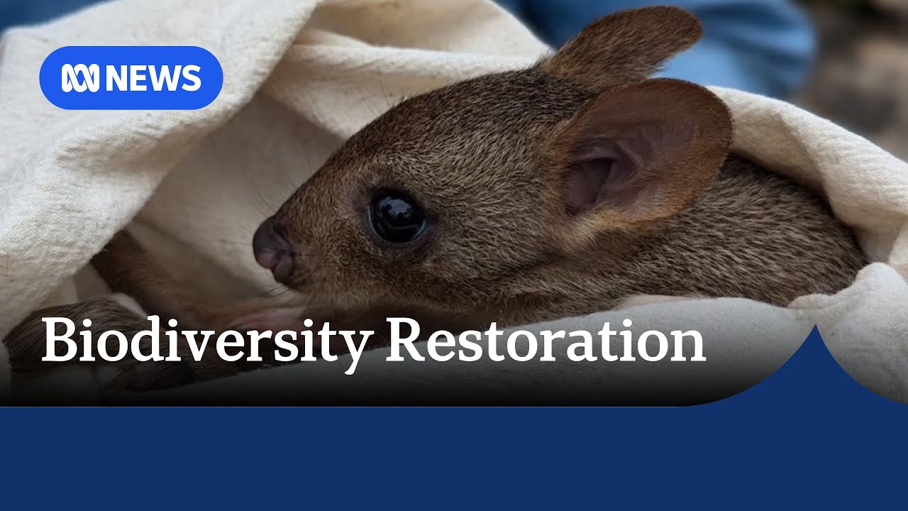 Bettongs go to work as eco-engineers | ABC News