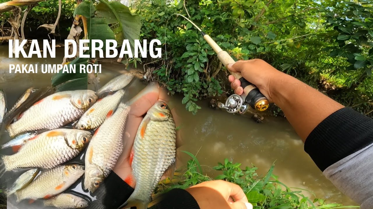 WALAUPUN SUNGAI KECIL TAPI ISI NYA IKAN DERBANG‼️MANCING PAKAI UMPAN ROTI