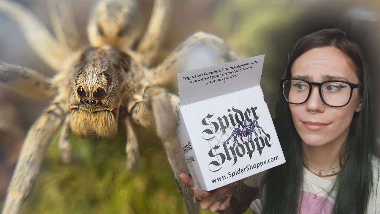 Unboxing BIG Bite-y BUG, HUGE Wolf Spider & 3 *RARE* Tarantulas!!