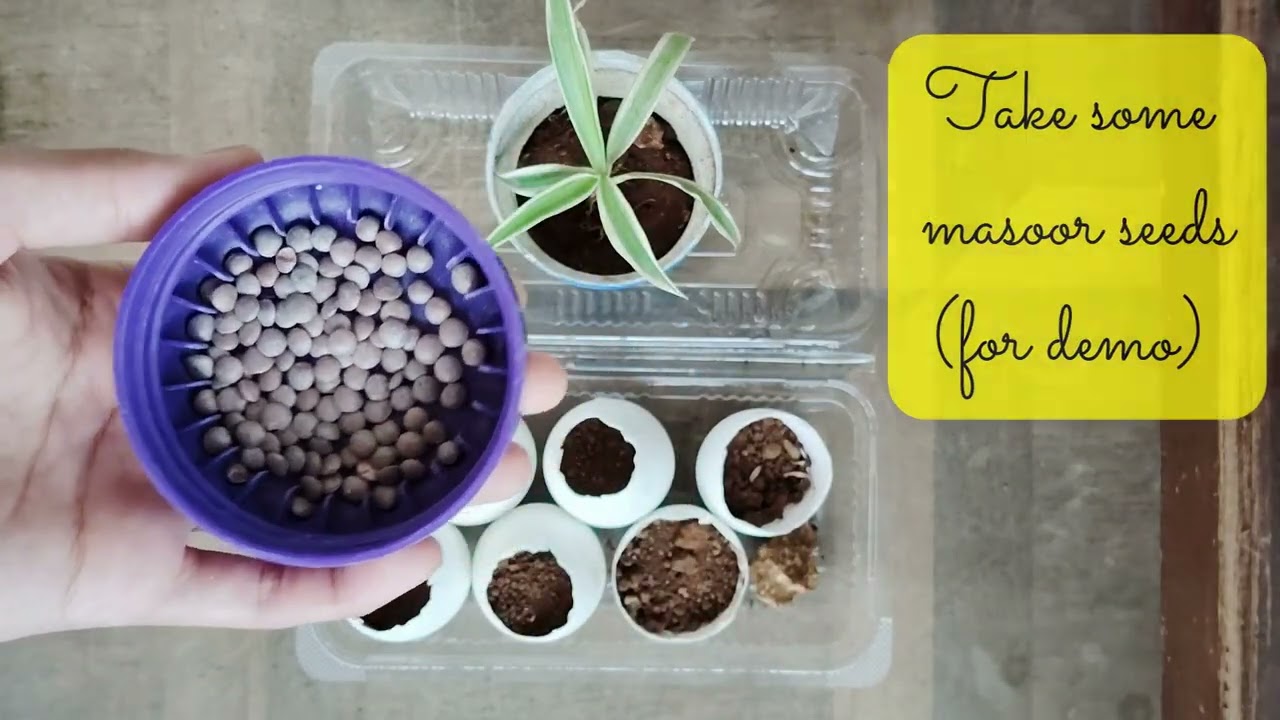 Diy seedling tray from egg shells  #diy #seedlingtrays