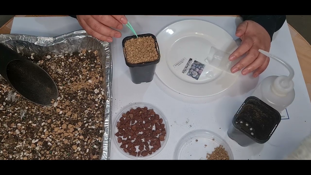 Planting Conophytum Calculus ssp. vanzylii from seeds #conophytum