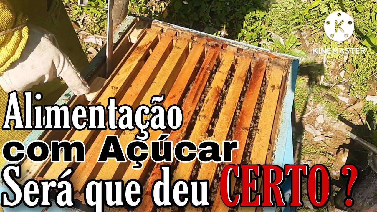 ‼️RESULTADO da alimentação com açúcar no alimentador Doolittle #abelha #apis #manejos #bee