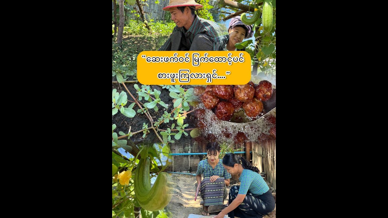 “ဆေးဖက်ဝင် မြက်ထောင့်ပင် တို့စရာခူးကြမယ်…”