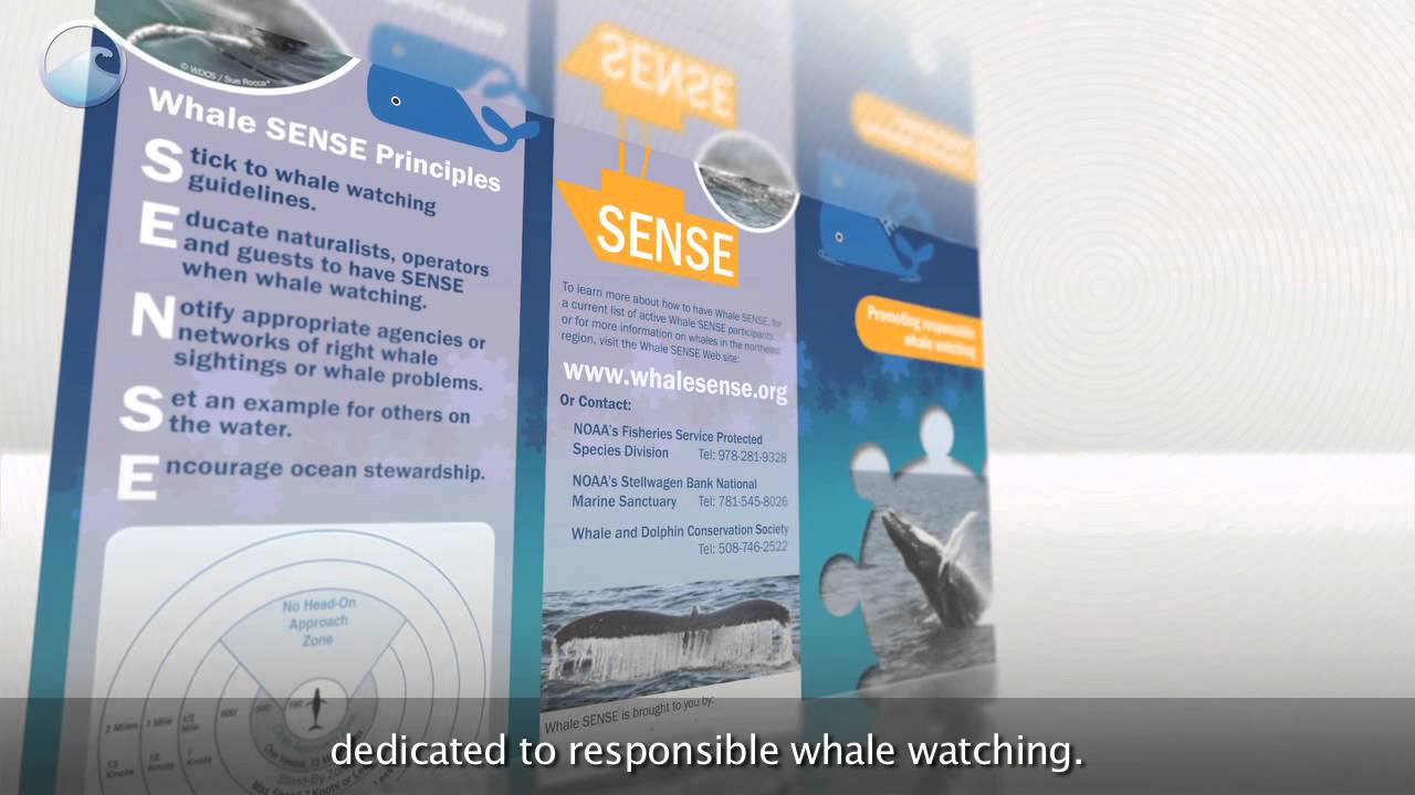 Whale Sense