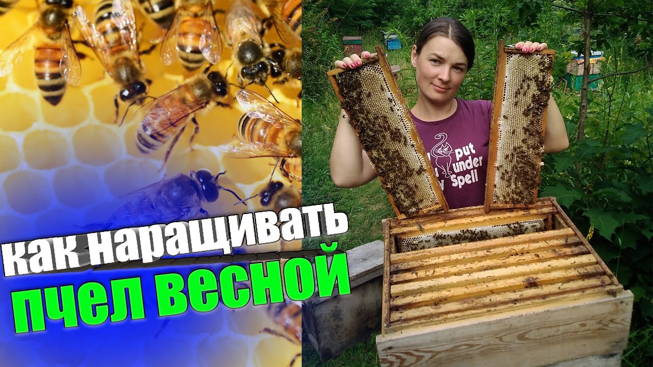 Как работать с пчелами после облета, для быстрого наращивания объёма пчел