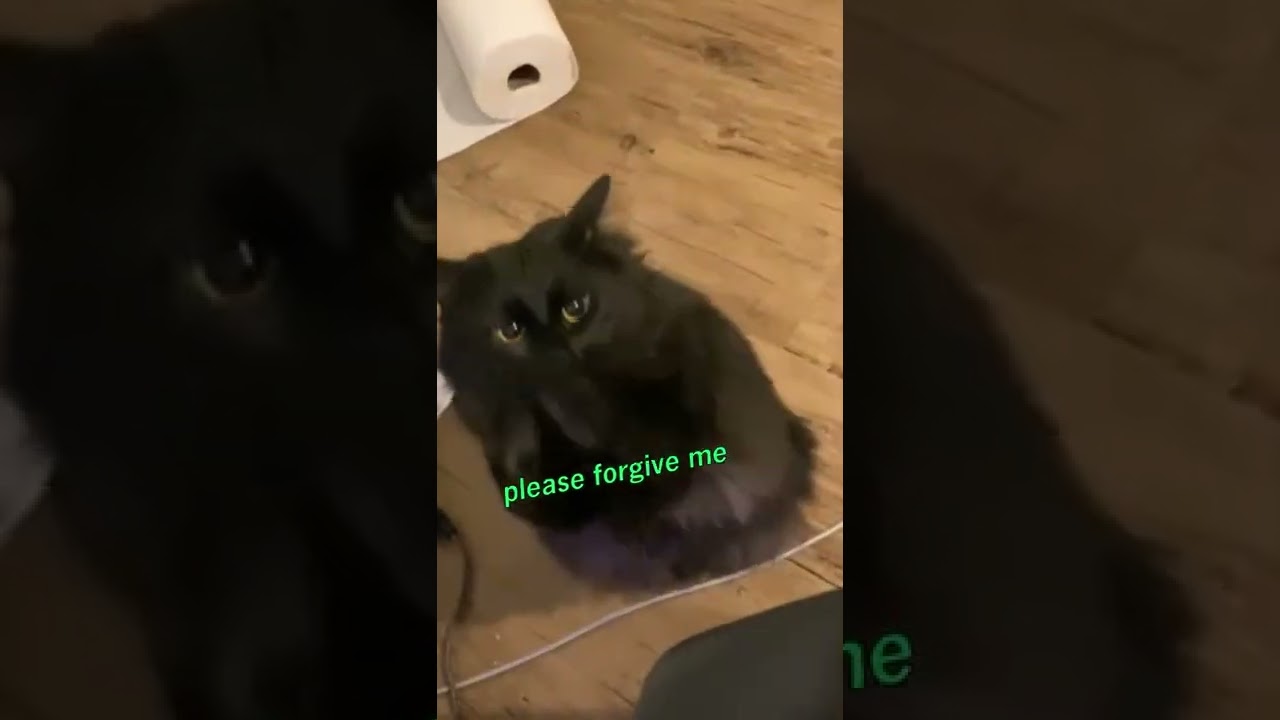 Cat Begs Owner for Forgiveness