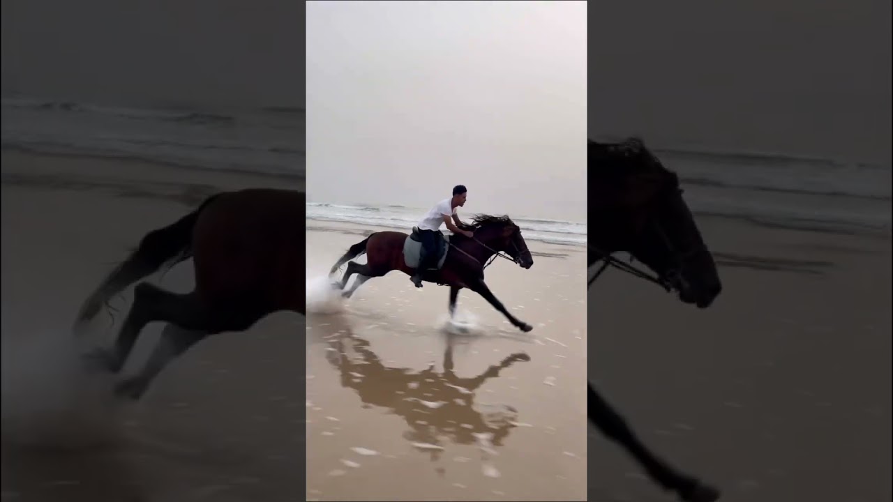 How to gallop on the horse