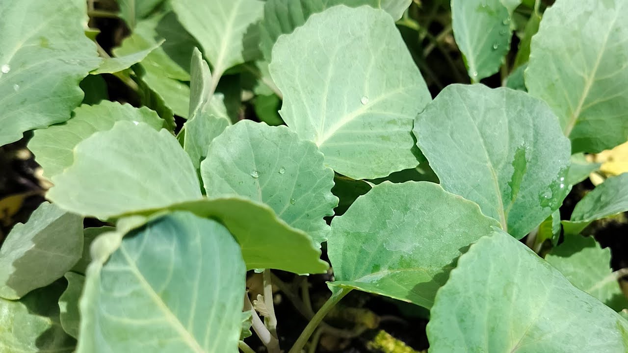 اخطاء ممكن تدمر النبات بتاعك
