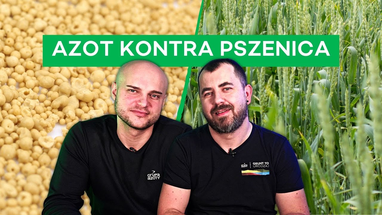 AZOT KONTRA PSZENICA - #299 nawozy nonstop