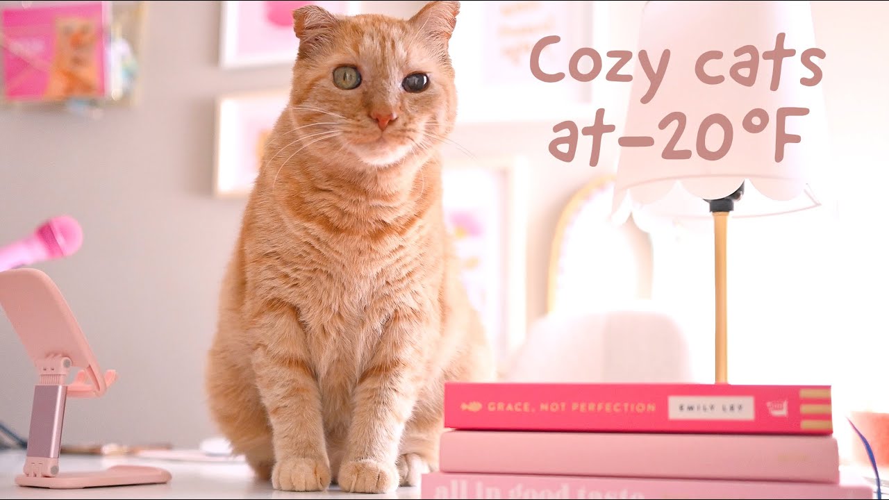 Bruce's Extreme Winter: Life with Rescue Cats in -20°F Weather