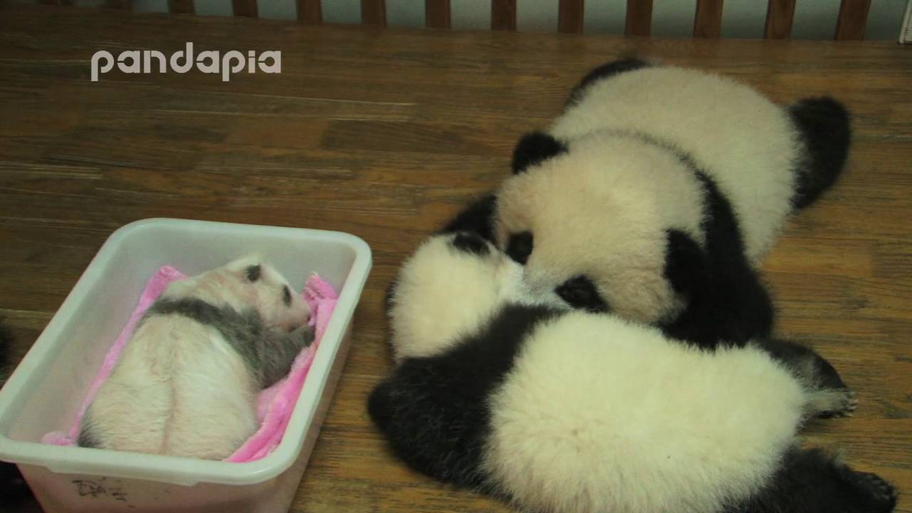 Panda cubs sleep in bed