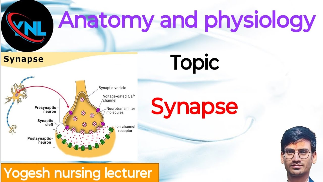 Synapse in nervous system #nervoussystem #synapse #neurology #neurons #bscnursing #aiimsbscnursing 
