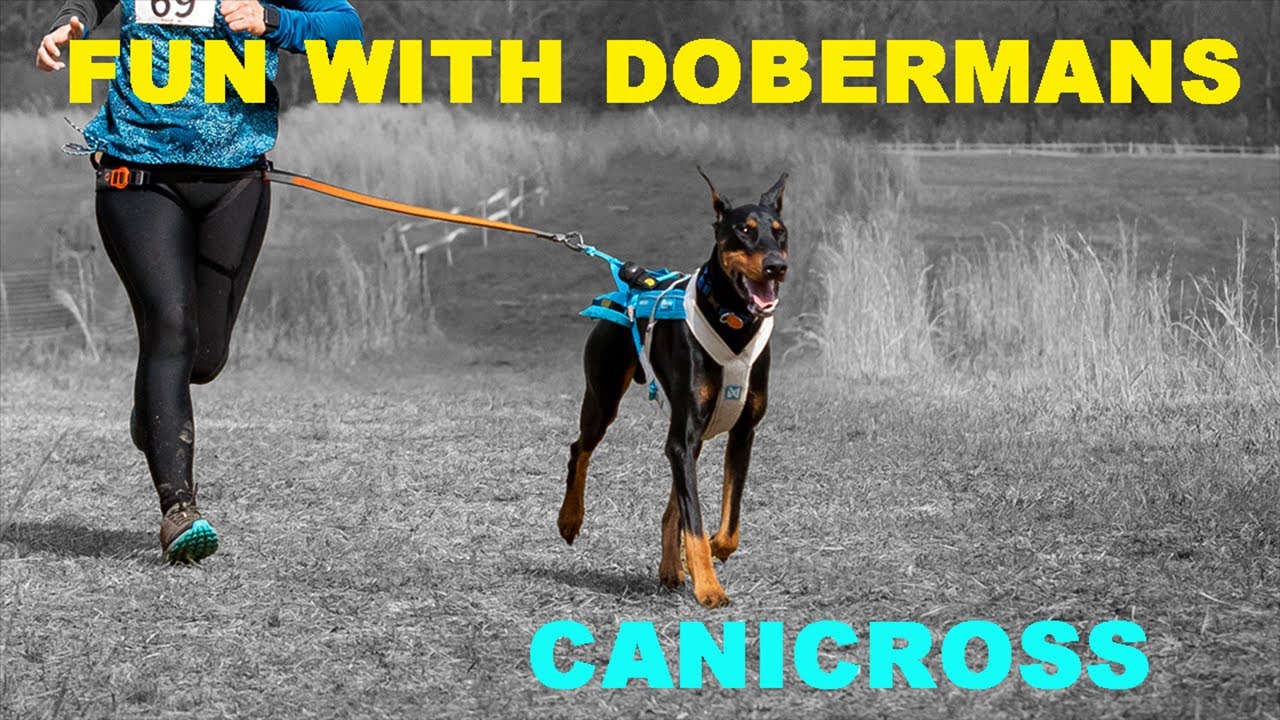 Grab your Doberman and join the fun of Canicross!