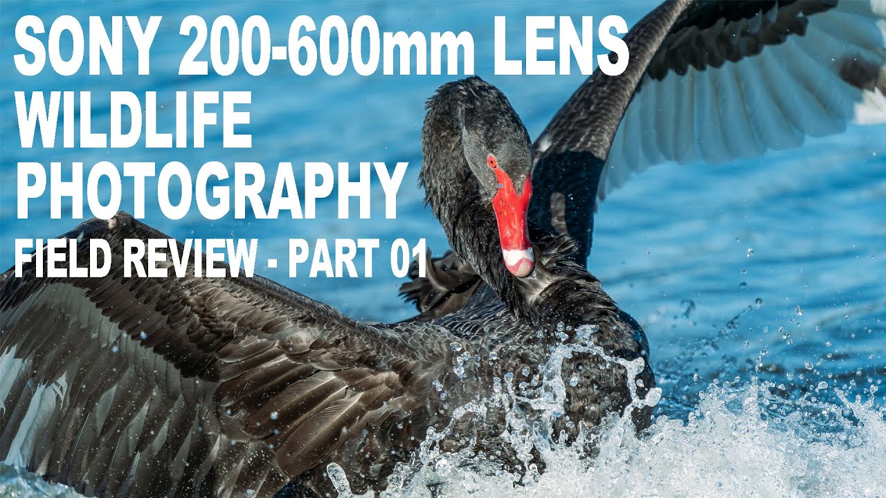 Sony FE 200-600mm F5.6-6.3 G OSS lens review | Field Test | Part 01   [4K]