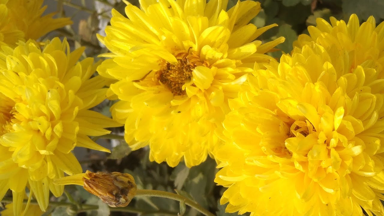 🌼 Morning Garden Live | सुकून की शुरुआत