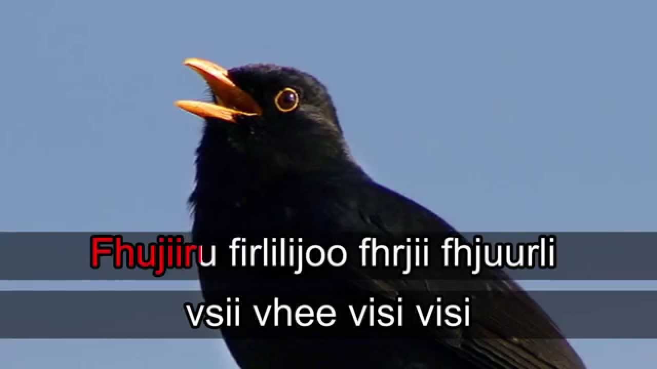 Lintukaraoke: Mustarastas