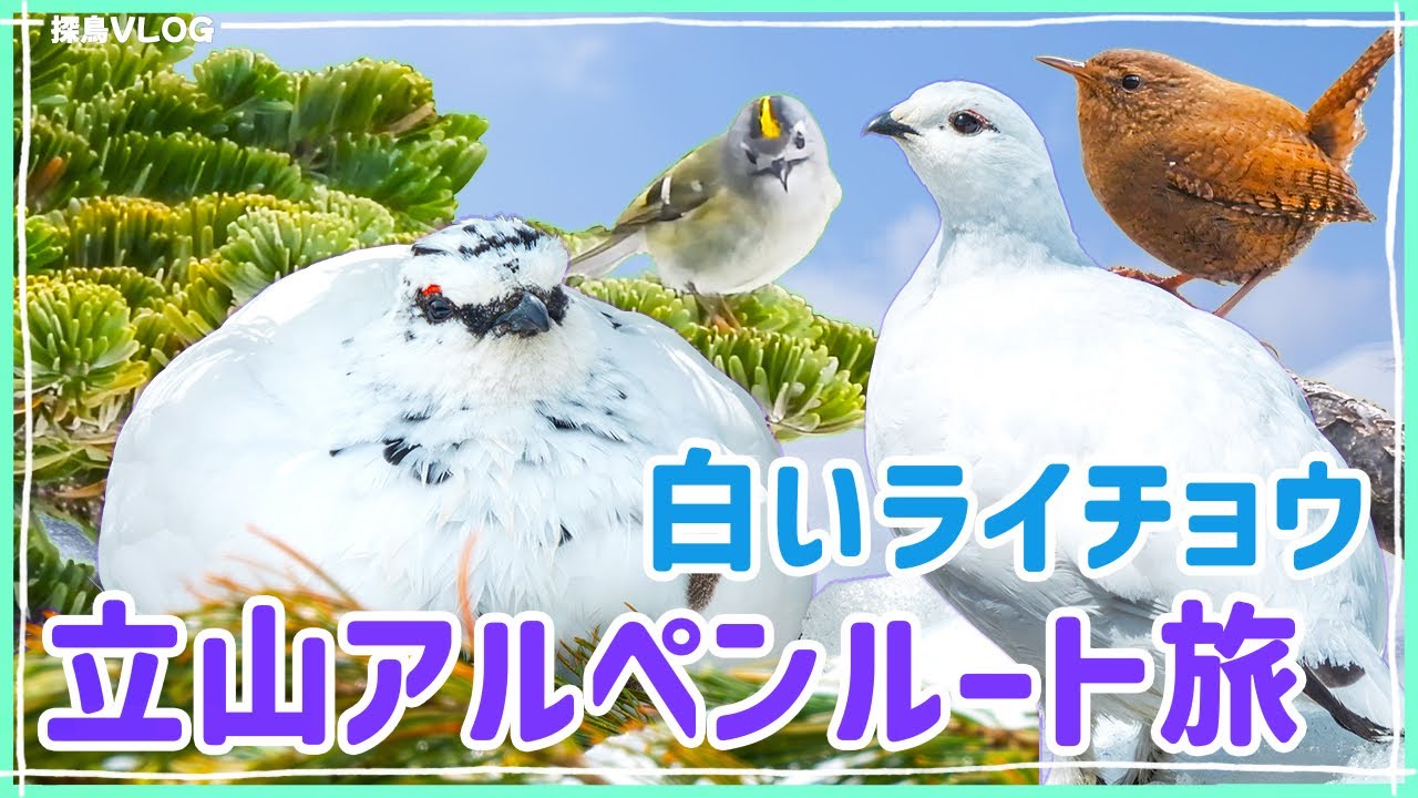 立山黒部旅2025～冬羽のライチョウ！室堂平で豆大福発見！立山黒部アルペンルート開通｜ライチョウ、ミソサザイ、キクイタダキ