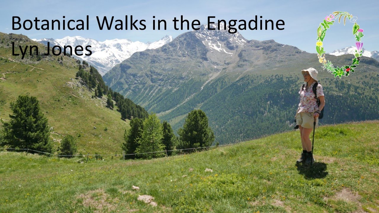 Botanical Walks in the Engadine