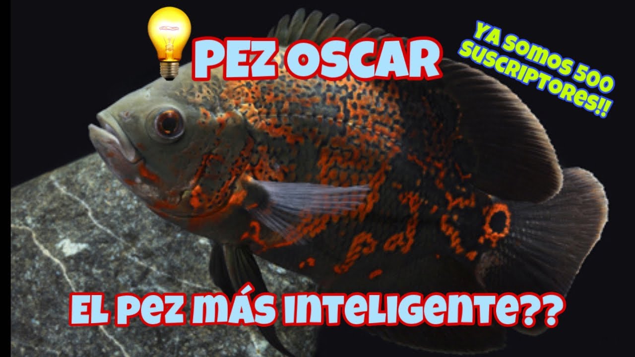PEZ OSCAR, el PEZ más INTELIGENTE? Merece la pena? Ya SOMOS 500 en la familia MundoHibrido.