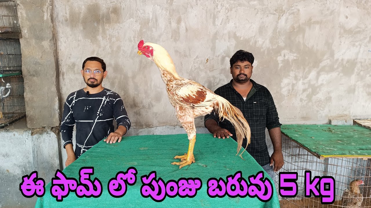 5 కిలోల బరువు గల పుంజులు ఈ ఫారంలో! 🐔🔥 