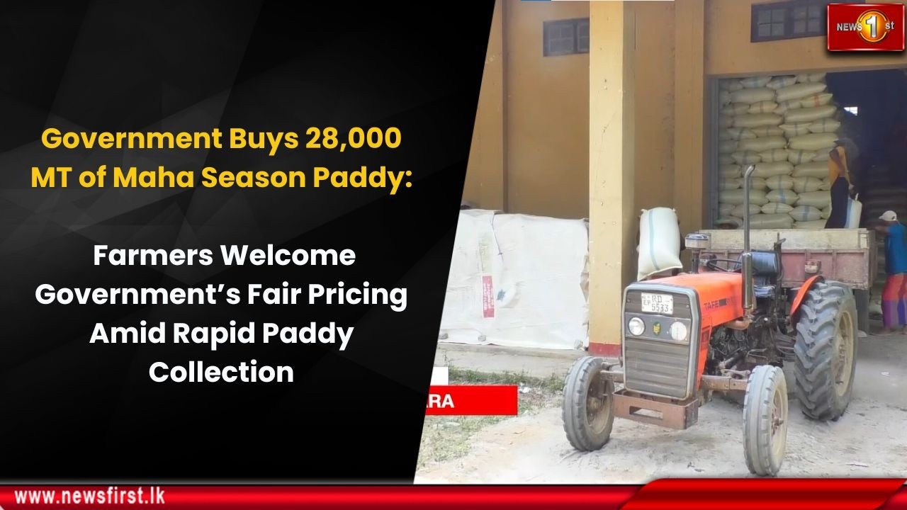 Government Buys 28,000 MT of Maha Season Paddy:
