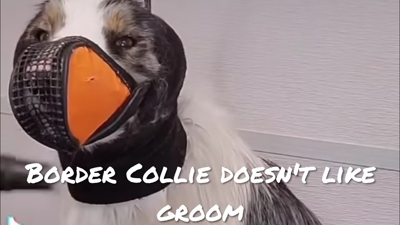Border Collie shows aggression for grooming