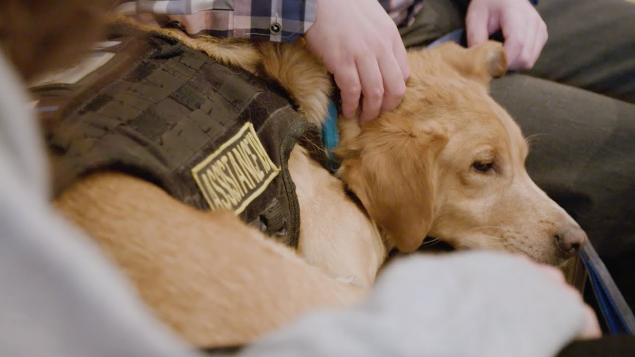 Ces chiens qui sauvent des vies - épisode 6 - Stark
